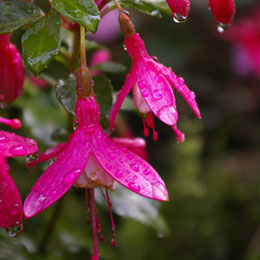 fuchsia lady thumb